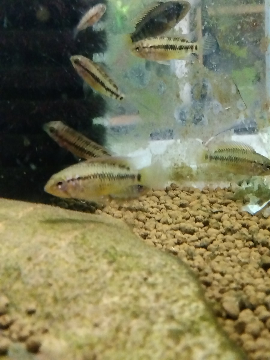 アピストグラマ　wild マクマステリー　f1 Pr