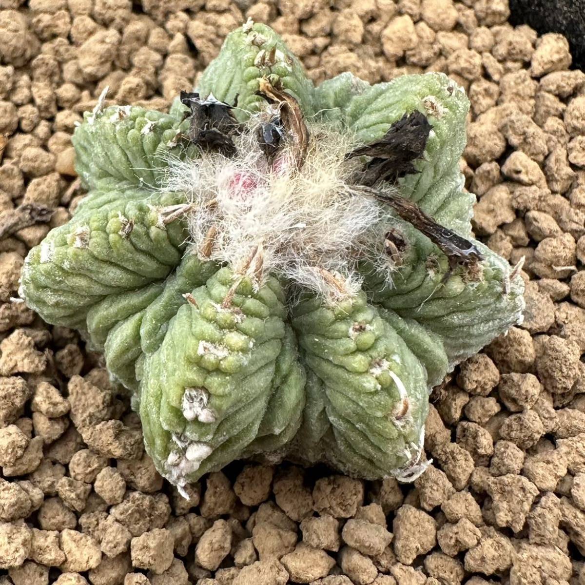 ☆サボテン・多肉植物☆885☆ アズテキウム リッテリ 花籠 カキコ