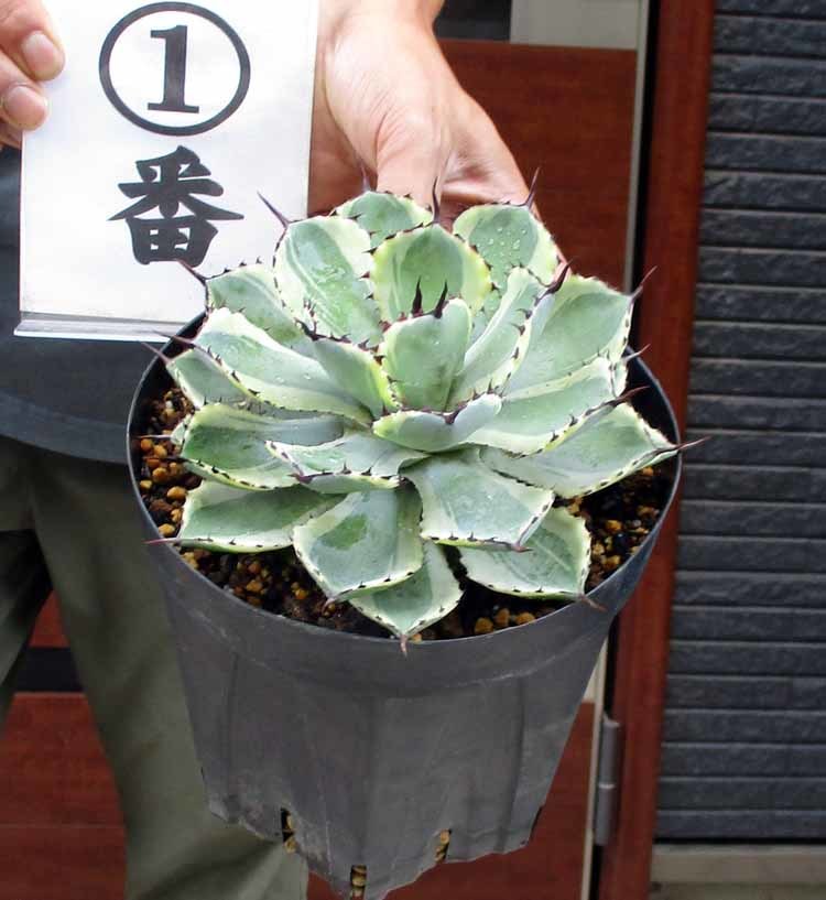 現品】アガベ 吉祥冠錦（きっしょうかんにしき） 6号 Ⅰ 観葉植物