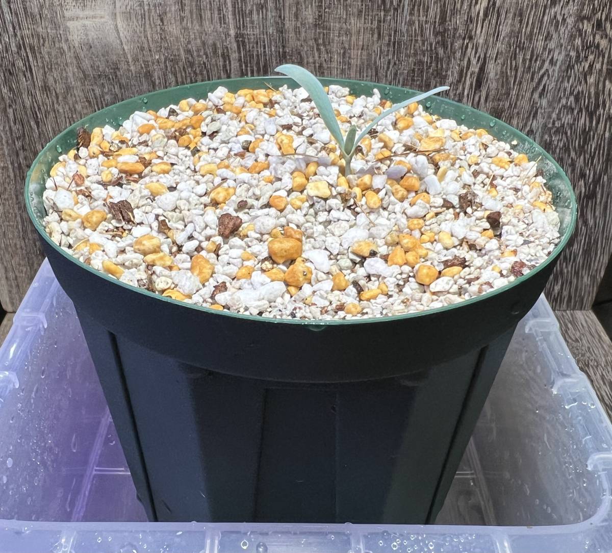 1科1属1種 希少植物】奇想天外 Welwitschia mirabilis 植え替え済み 検