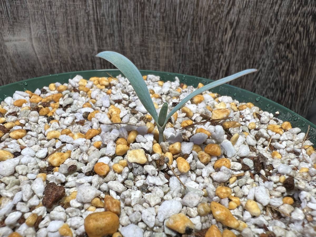 1科1属1種 希少植物】奇想天外 Welwitschia mirabilis 植え替え済み 検