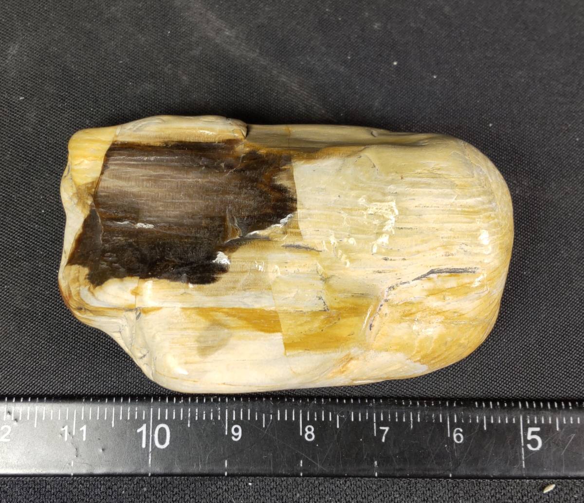 木の化石（珪化木）② 節約 