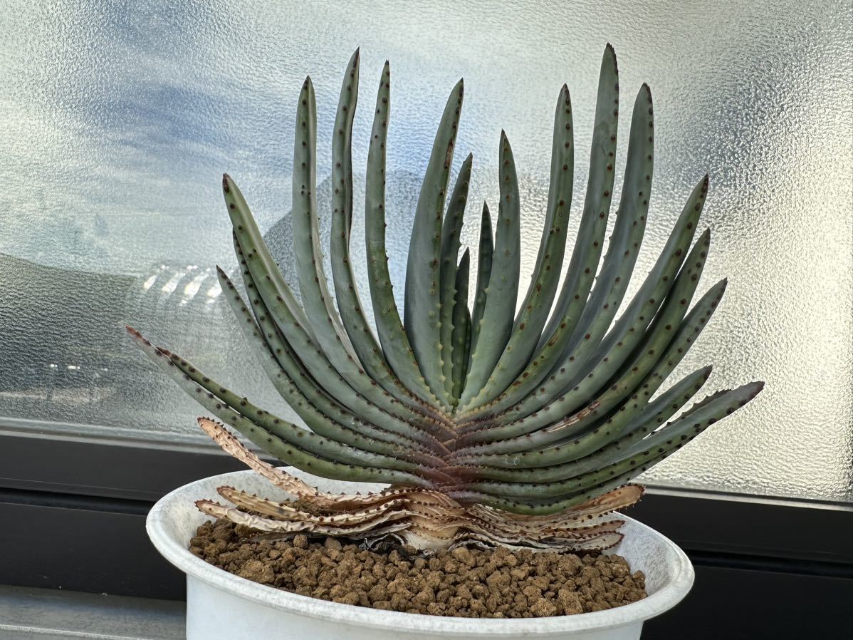 5.アロエ コンプレッサ シストフィラ Aloe compressa var.schistophila 実生 Aloe コンプレッサ シストフィラ 実生 10. アロエ・コンプレッサ・シストフィラ 5.アロエ コンプレッサ シストフィラ Aloe compressa var.schistophila 実生 Aloe コンプレッサ シストフィラ 実生 10. アロエ・コンプレッサ・シストフィラ