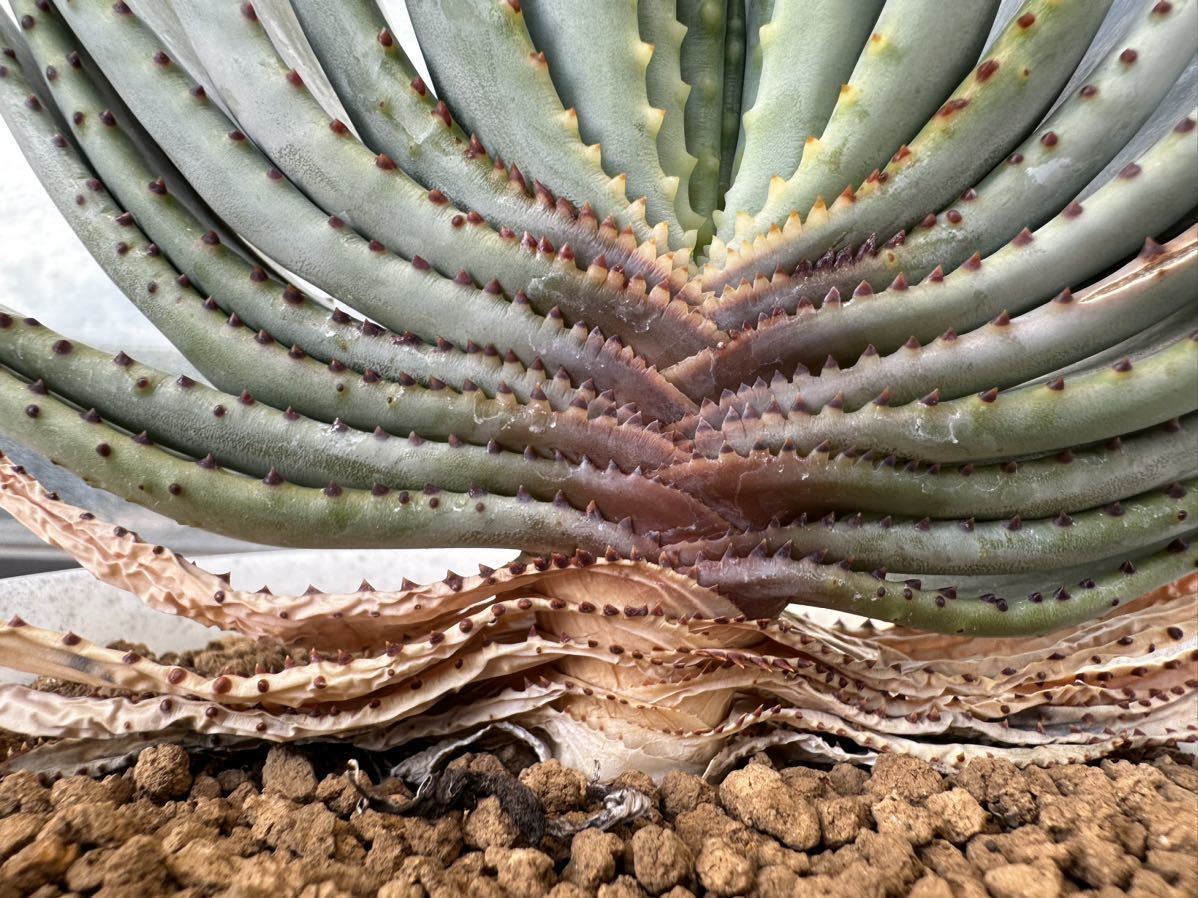 5.アロエ コンプレッサ シストフィラ Aloe compressa var.schistophila 実生 Aloe コンプレッサ シストフィラ 実生 10. アロエ・コンプレッサ・シストフィラ 5.アロエ コンプレッサ シストフィラ Aloe compressa var.schistophila 実生 Aloe コンプレッサ シストフィラ 実生 10. アロエ・コンプレッサ・シストフィラ