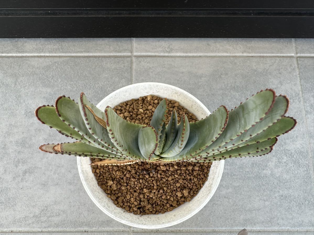 5.アロエ コンプレッサ シストフィラ Aloe compressa var.schistophila 実生 Aloe コンプレッサ シストフィラ 実生 10. アロエ・コンプレッサ・シストフィラ 5.アロエ コンプレッサ シストフィラ Aloe compressa var.schistophila 実生 Aloe コンプレッサ シストフィラ 実生 10. アロエ・コンプレッサ・シストフィラ