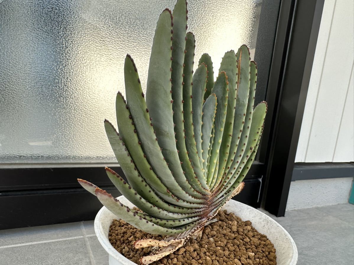 5.アロエ コンプレッサ シストフィラ Aloe compressa var.schistophila 実生 Aloe コンプレッサ シストフィラ 実生 10. アロエ・コンプレッサ・シストフィラ 5.アロエ コンプレッサ シストフィラ Aloe compressa var.schistophila 実生 Aloe コンプレッサ シストフィラ 実生 10. アロエ・コンプレッサ・シストフィラ