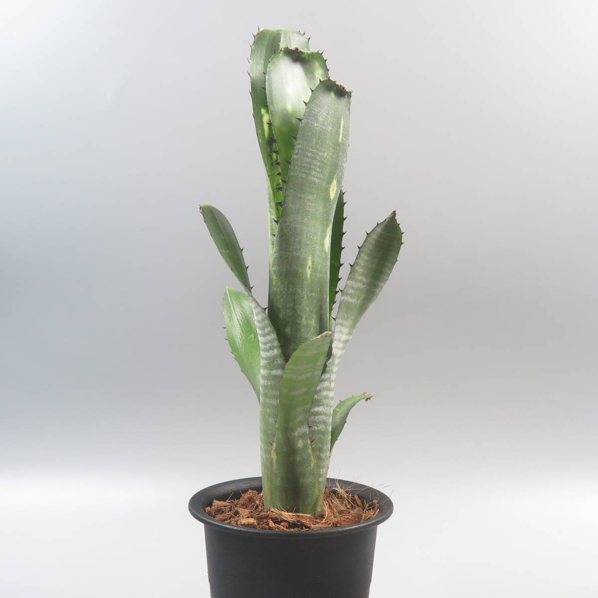 ビルベルギア ☆ Billbergia Hallelujah x Domingos Martins ビルベルギア ☆ Billbergia Hallelujah x Domingos Martins
