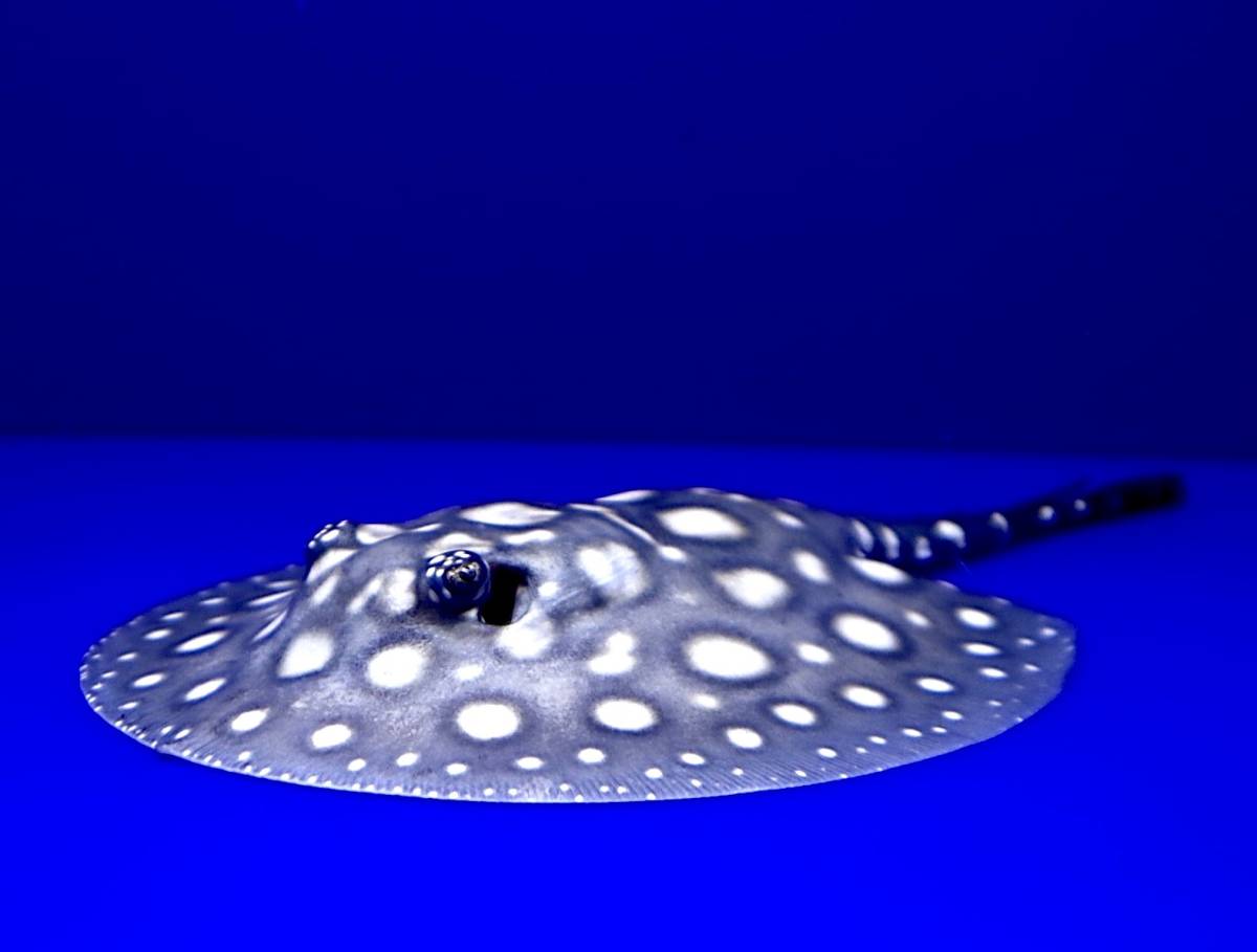 S ♂個体アルビノダイヤ♂×極上ダイヤモンドポルカギャラ♀から生まれたヘテロダイヤモンドポルカ 体盤±14㎝ Yahoo!オークション  2025年最新Yahoo!オークション アルビノホワイトダイヤモンドポルカ♂をHPに掲載いたしました アルビノダイヤモンドポルカ(タイ買い付け ...