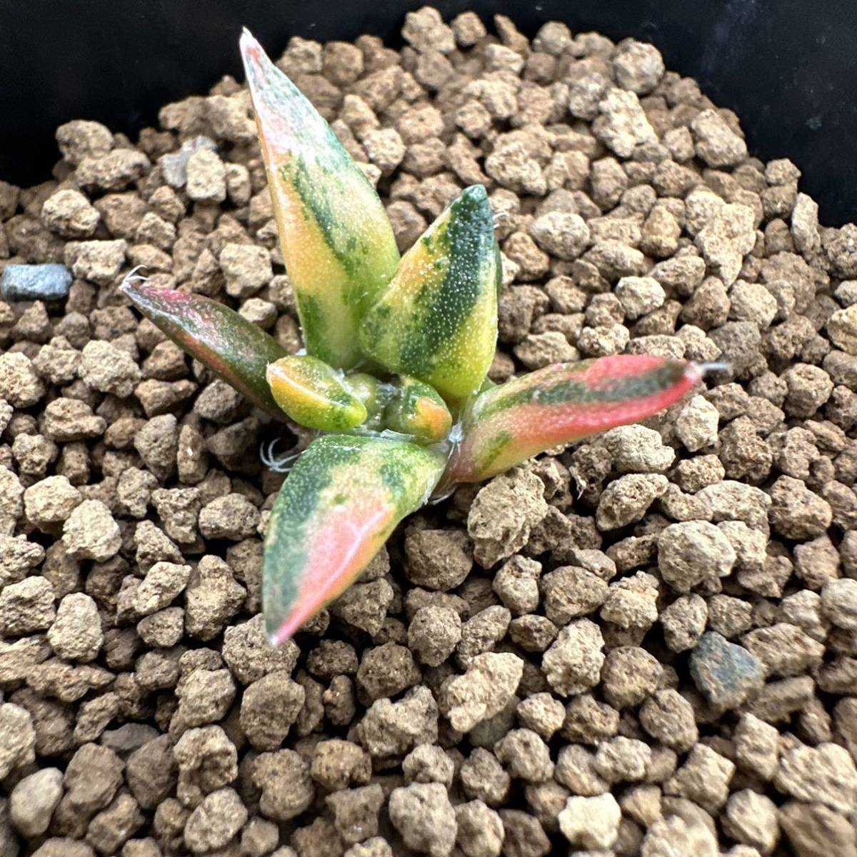 ☆サボテン・多肉植物☆817☆アリオカルプス 亀甲牡丹錦 実生
