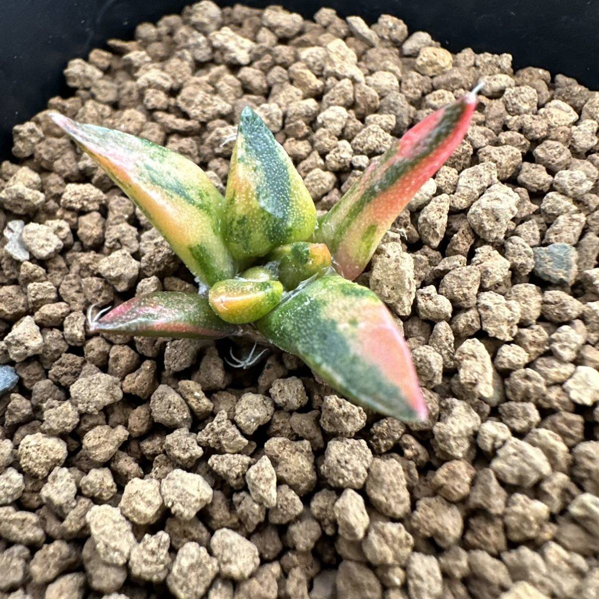 ☆サボテン・多肉植物☆817☆アリオカルプス 亀甲牡丹錦 実生