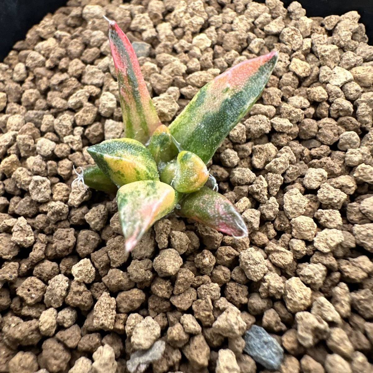 ☆サボテン・多肉植物☆817☆アリオカルプス 亀甲牡丹錦 実生
