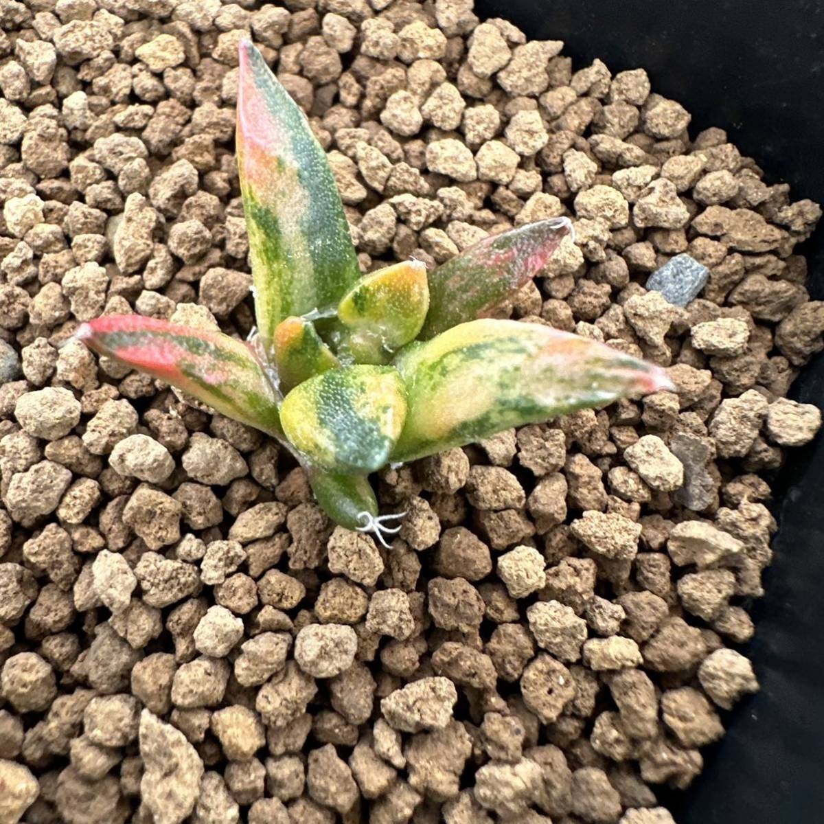 アリオカルプス 亀甲牡丹錦 国内実生 ☆サボテン・多肉植物☆817☆アリオカルプス 亀甲牡丹錦 実生