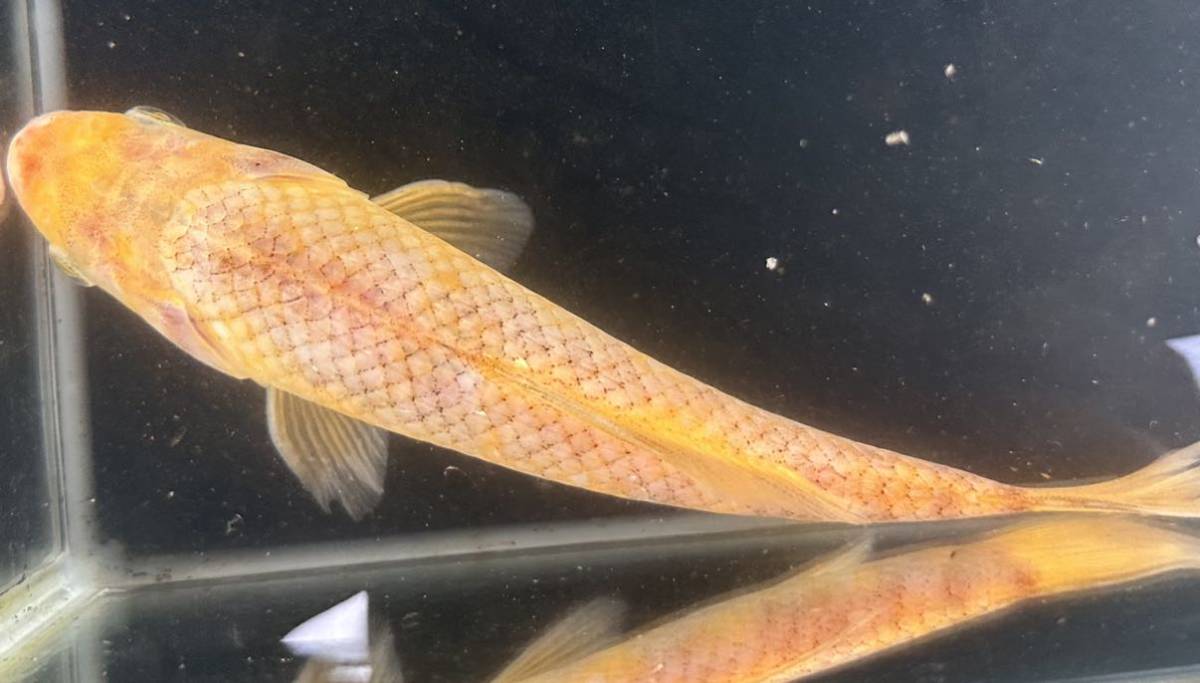 ヒブナ 半透明鱗個体 17cm前後 1匹(川魚)｜売買されたオークション情報、yahooの商品情報をアーカイブ公開 - オークファン ...