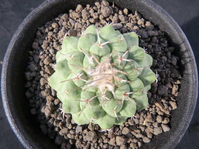 ＜サボテン・多肉植物＞　赤花菊水（ハイブリット） | サボテン ストロンボカクタス おしゃれ サボテン・多肉植物＞ ストロンボカクタス・菊水の植替え