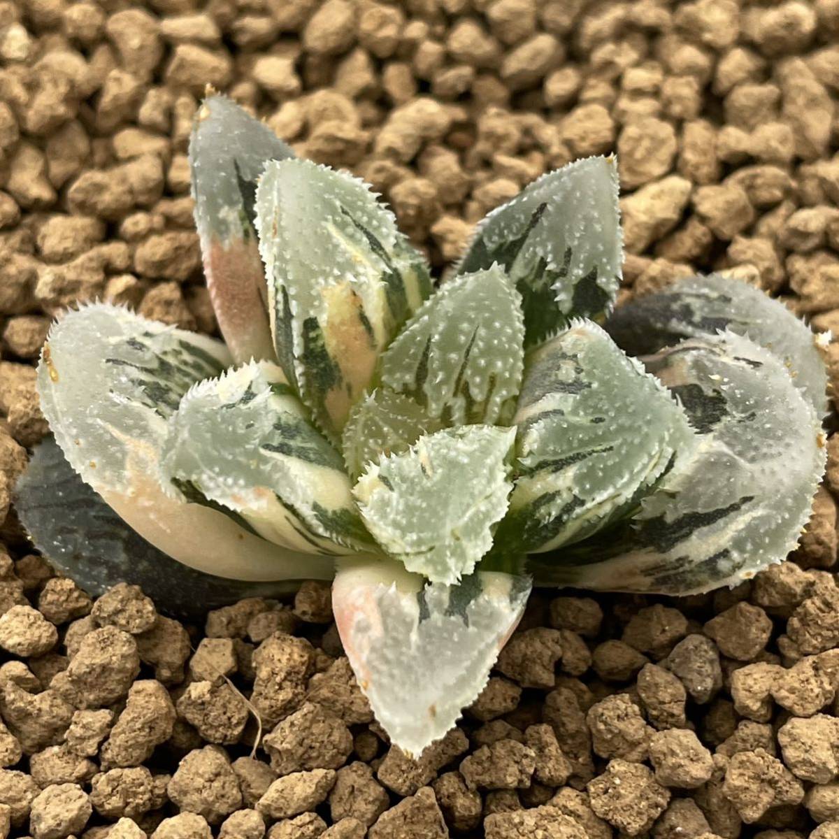 ≧∇≦）多肉植物 ハオルチア 白帝城錦 ハオルチア 多肉植物 白帝城