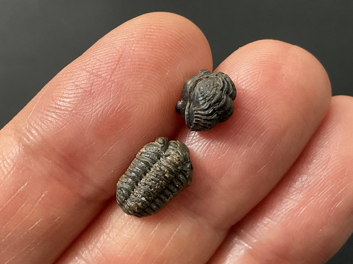 三葉虫 可憐で愛らしいサイズの防御態勢三葉虫 販売 Trilobite