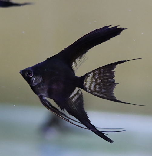 ◆ブラック ベールテール エンゼルフィッシュ【５匹セット】当店ブリード【★★★三つ星】ランク／最高品質の『Sサイズ』極美個体エンゼル