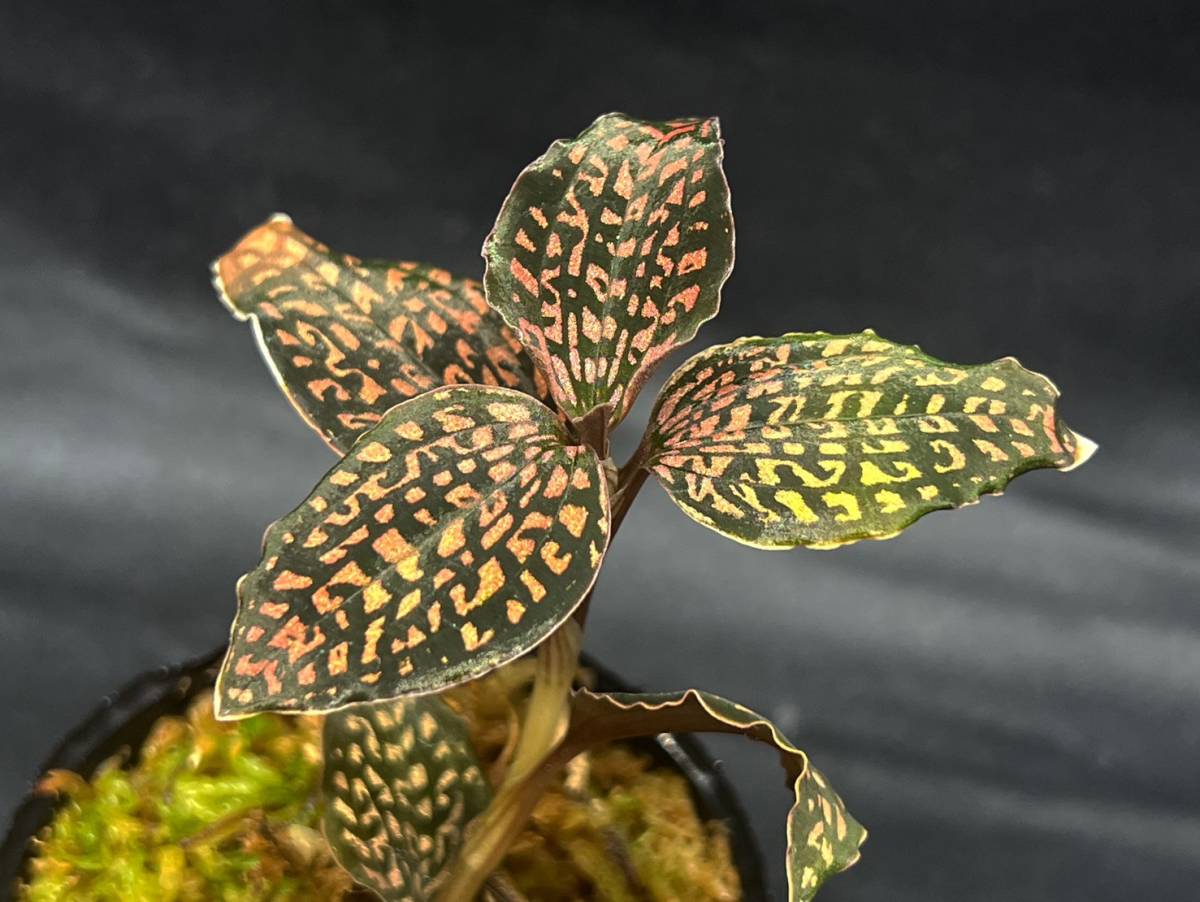 Microchilus トリダックス ミクロキルス 赤 tridax 原種実生1株No.2 