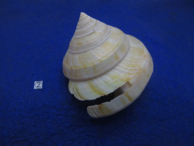 1貝標本ミナミノオキナエビス（蓋付）