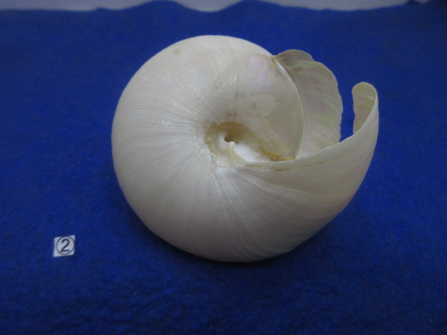 1貝標本ミナミノオキナエビス（蓋付）