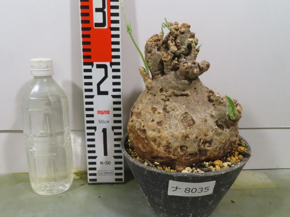 ナ8035 「塊根植物」フォッケア ムルチフローラ 植え【発芽・多分未発