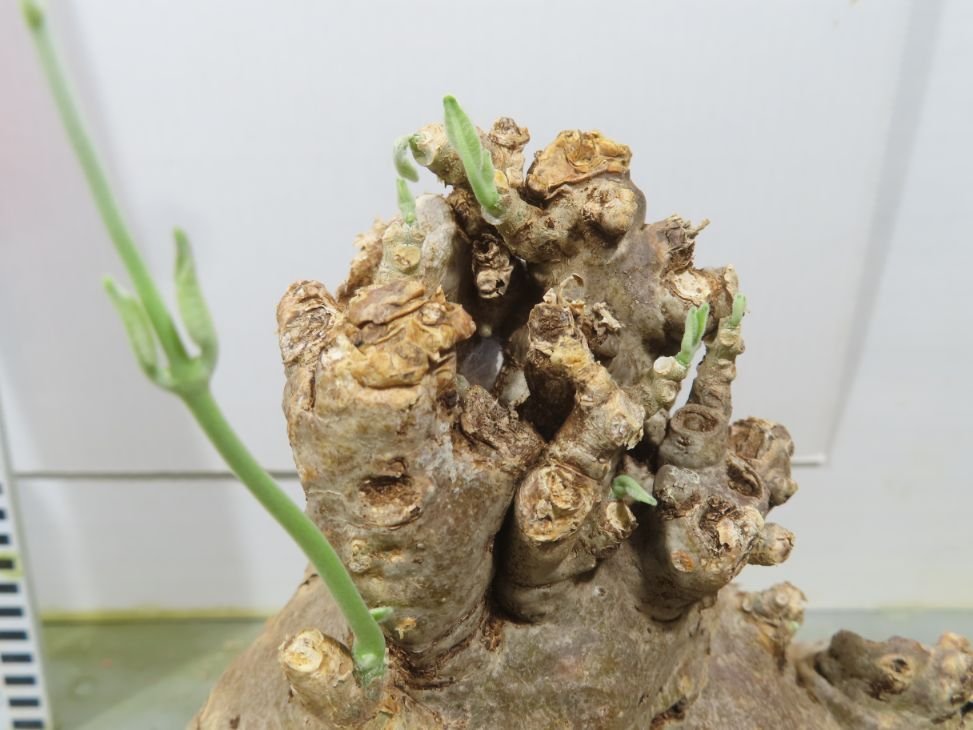 ナ8035 「塊根植物」フォッケア ムルチフローラ 植え【発芽・多分未発
