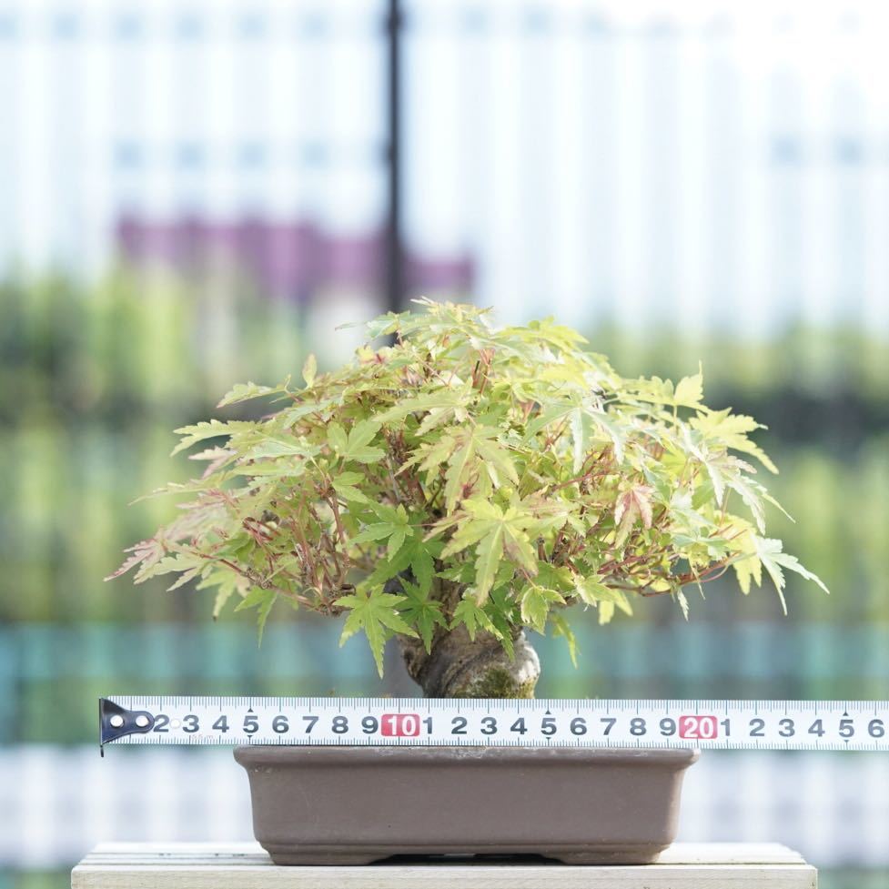 亦盆栽」山紅葉 小品盆栽(盆栽)｜売買されたオークション情報