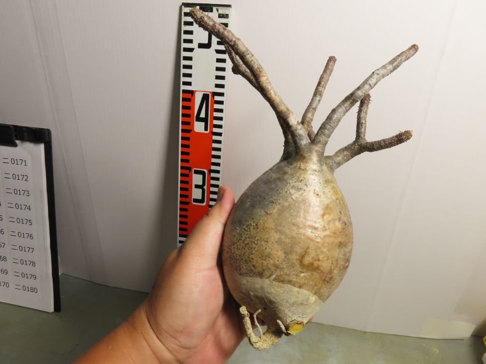 ニ0130 「塊根植物」パキポディウム グラキリス MS 抜き苗【8/10最新到着・マダガスカル・gracilius・根切り画像要確認】