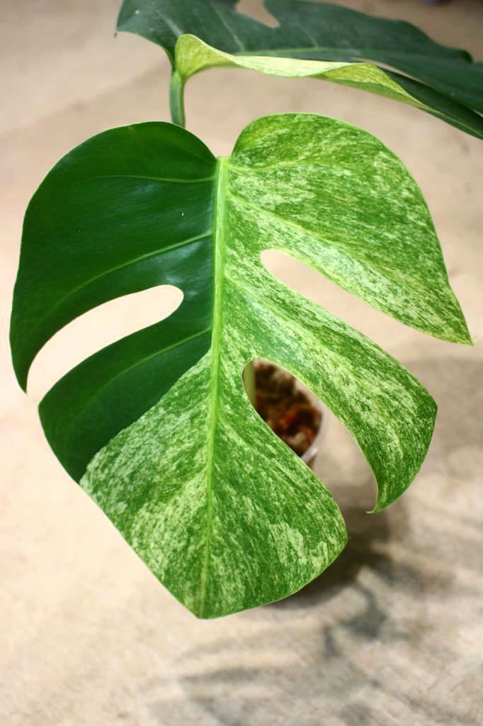 モンステラミント＊tissue culture ＊monstera あかい mint＊