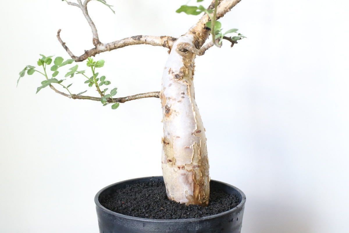 現地球】ブルセラファガロイデス 塊根植物 オペルクリカリアパキプス 