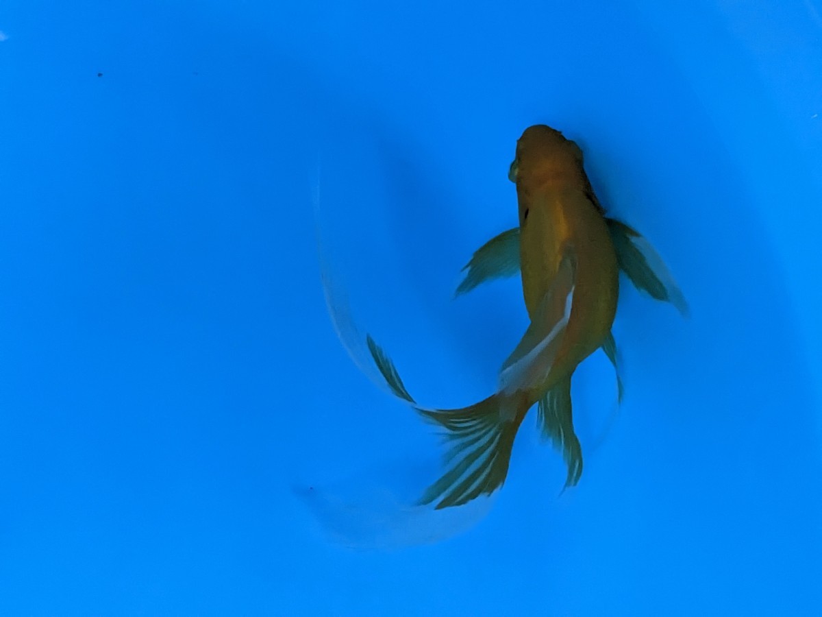 スーパーショートボディ〜ヒレ長キラキラ♪