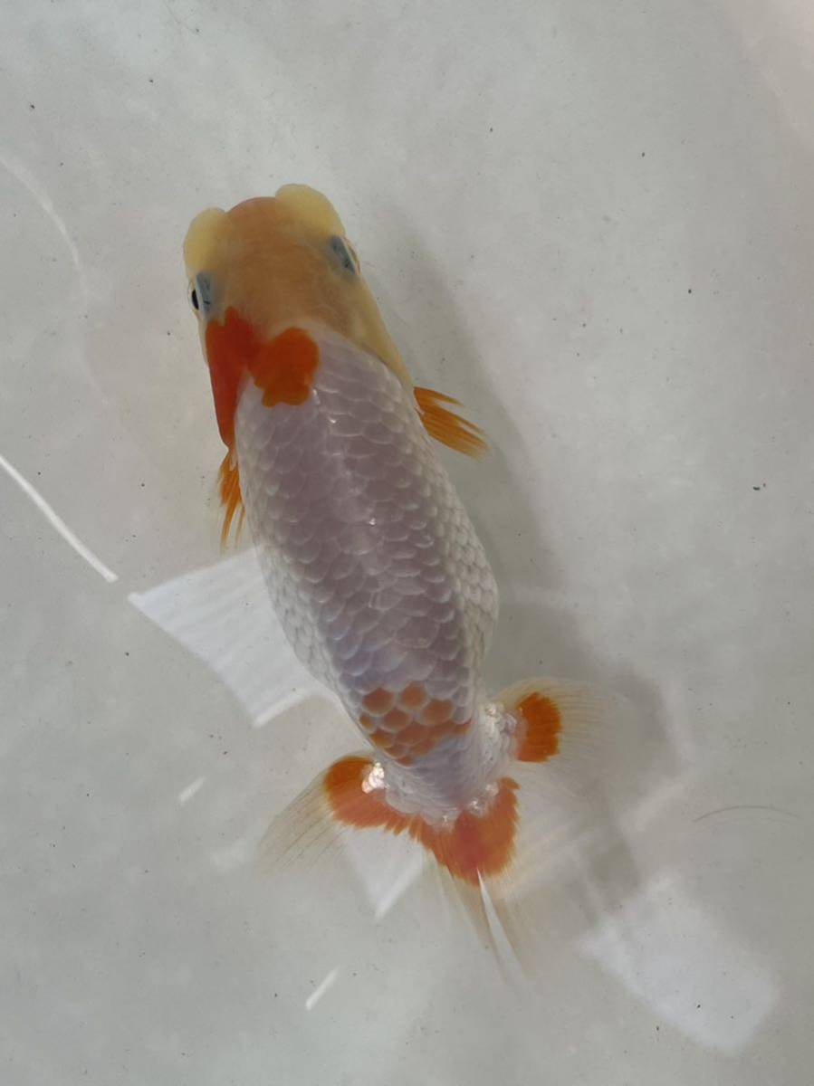 らんちゅう村【当歳】上物　メス約12cm　動画あり⑤