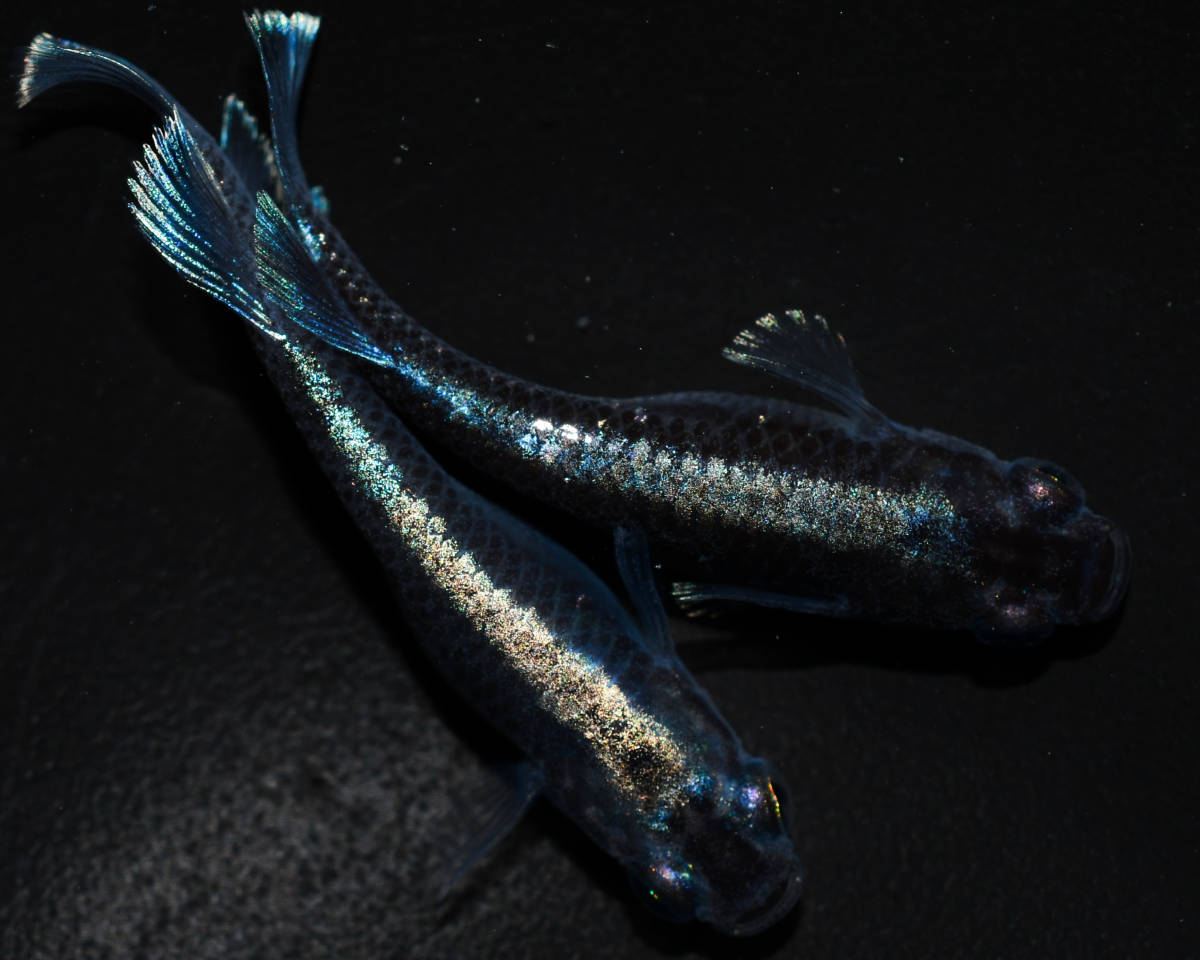 【fukufuku】　レッドクリフ紅白×ミッドナイトフリルラメタイプ　F2　1ペア　r-46