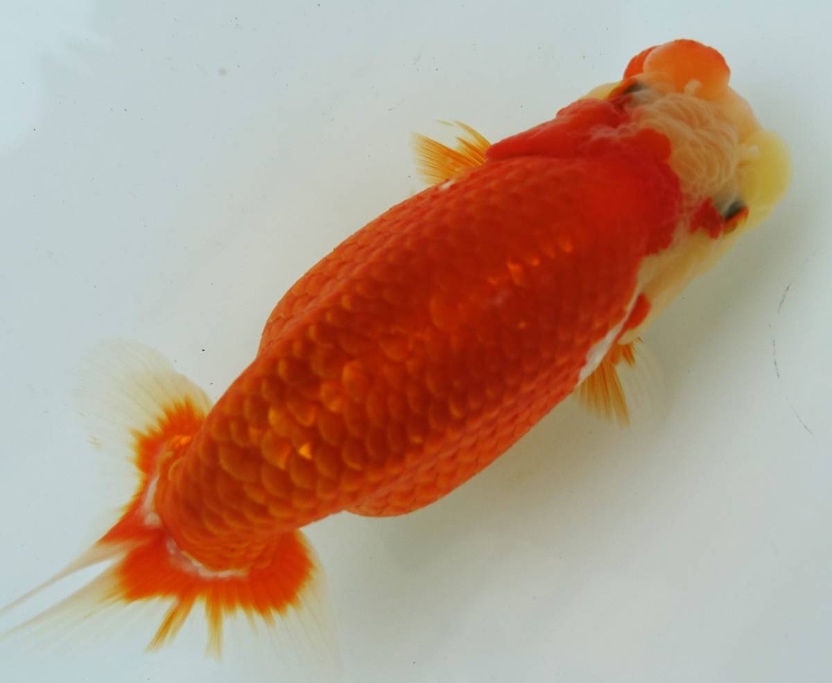 【【 F R F 】】　★優良系統★　　当歳　約11cm　④