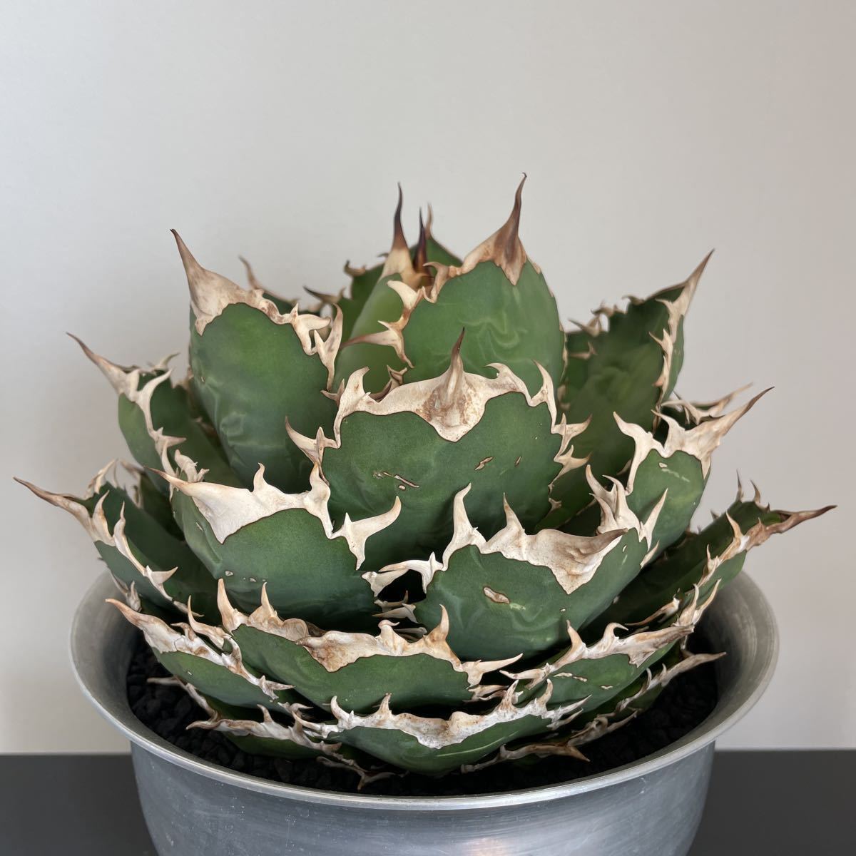 アガベ チタノタ オテロイ FO-076 大株 titanota Agave 極上 公式