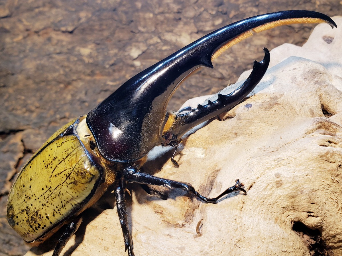 ラスト】ヘラクレスオオカブトBULLペア