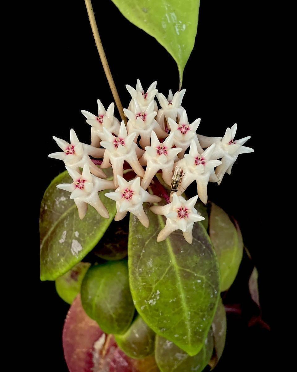 アリ植物 Hoya mitrata Buntok 