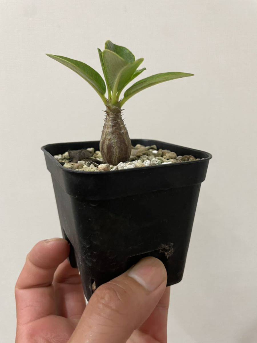 パキポディウム ウィンゾリー　国内実生　塊根植物 コーデックス　超優良株 実生 パキポディウム ウィンゾリー コーデックス 将来有望株 塊根 S1