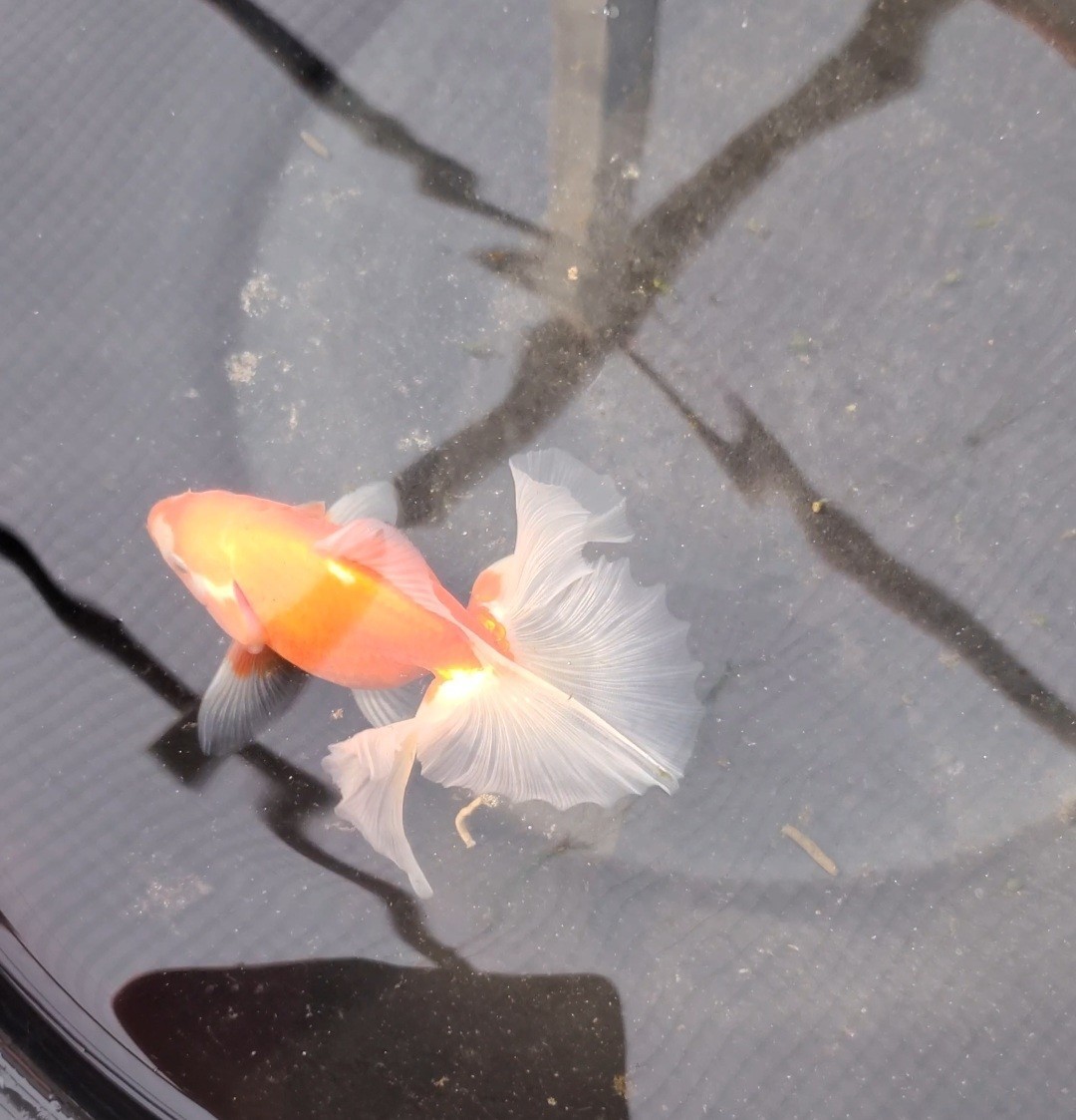 土佐錦魚　　2歳魚①