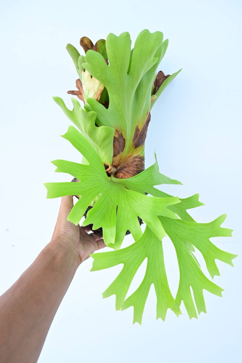 P.coronarium Chanthaburi① @bikamori com コロナリウム チャンタブリ