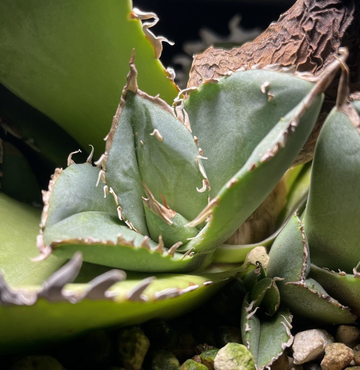 アガベ チタノタ ジャガーノート hyb 子株 表棘(検 白鯨 オテロイ