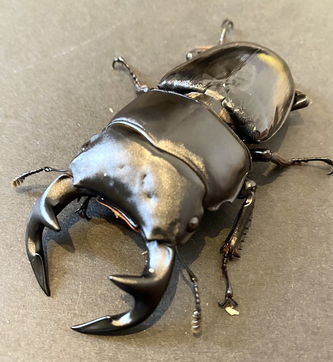 インドグランディスオオクワガタ　ペア　83.4ミリ、48.0ミリ　ミゾラムサイチャル州産