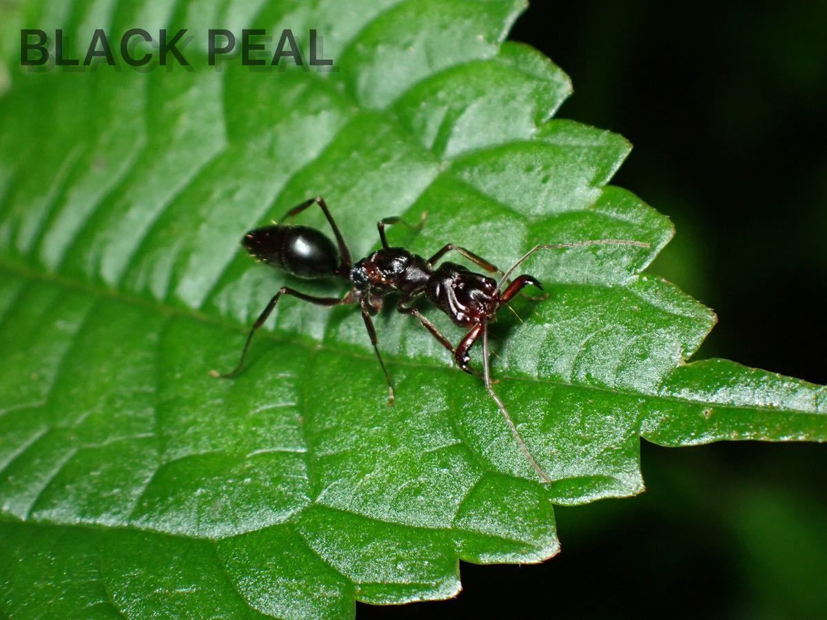 アギトアリ新女王25匹