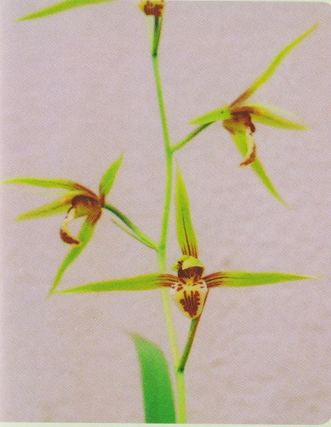 ★寒蘭★9-13 千軒産 青一文字底紅大輪丸舌 新木成木４条新子