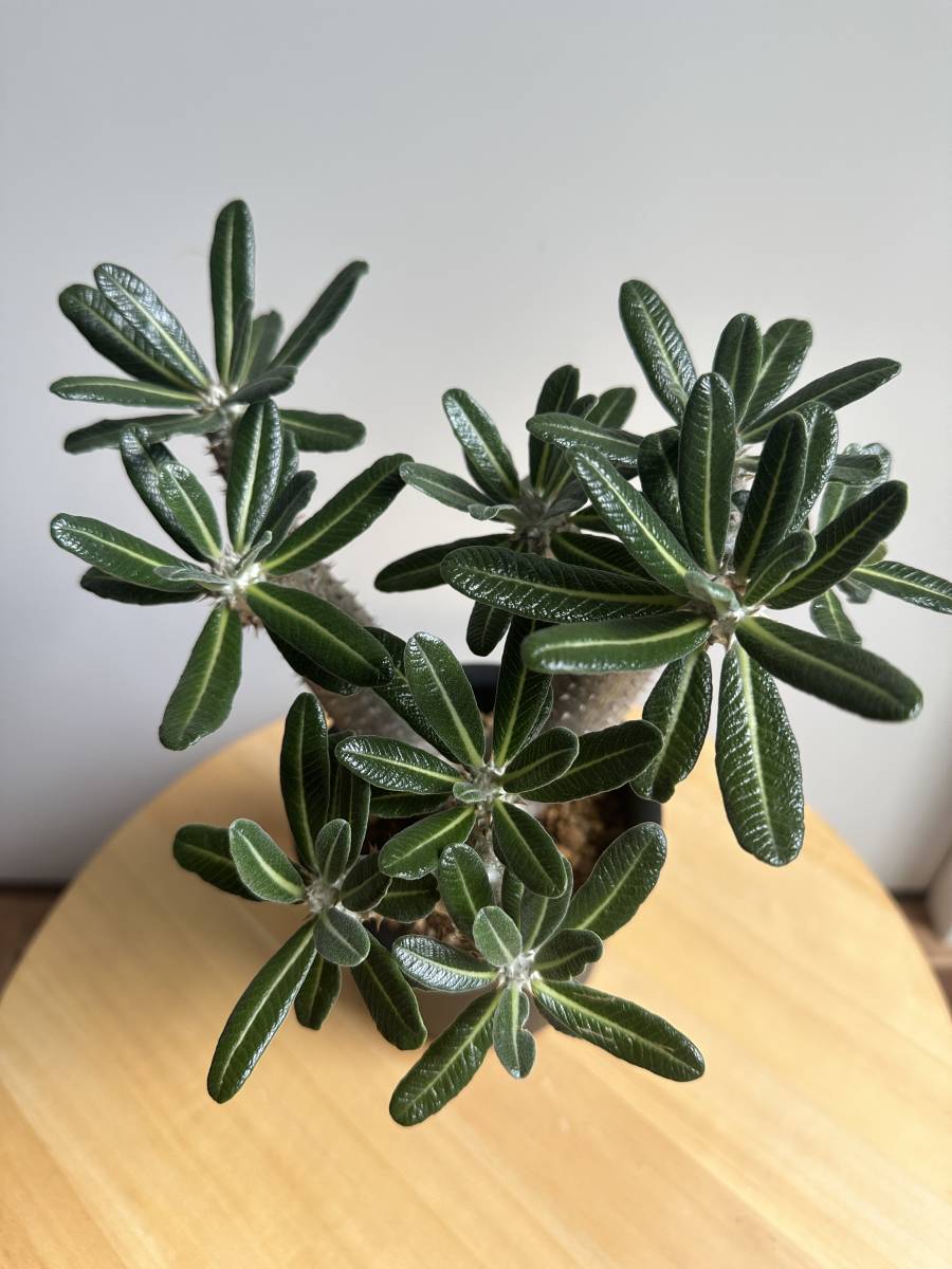 パキポディウム タッキー 3頭良型 パキポディウム タッキー