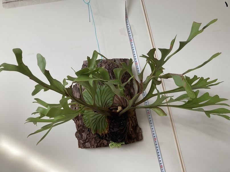  P-70４ Platycerium ridleyi プラティケリウム リドレイ WILD(ビカクシダ、コウモリラン)｜売買されたオークション情報、yahooの商品情報をアーカイブ公開 - オークファン ビカクシダ、コウモリラン
