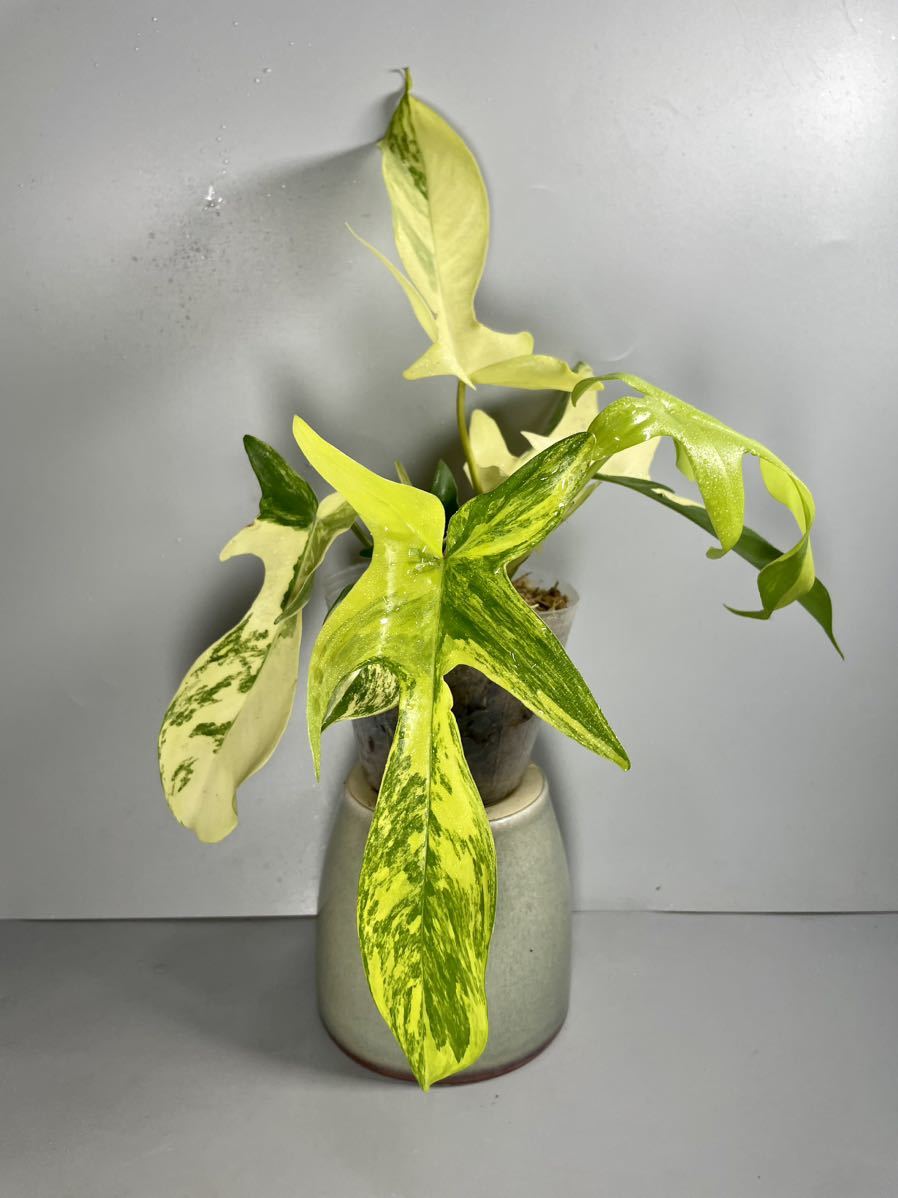 「04」Philodendron Florida Beauty Variegated フィロデンドロン フロリダ ビューティー 斑入り 