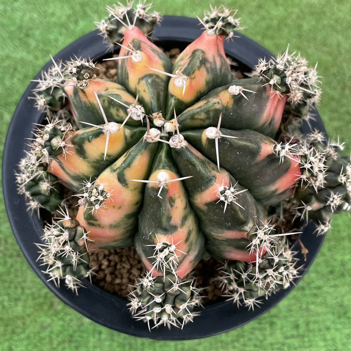 （≧∇≦）多肉植物　　ギムノ　実生苗　緋牡丹錦　大株　特選