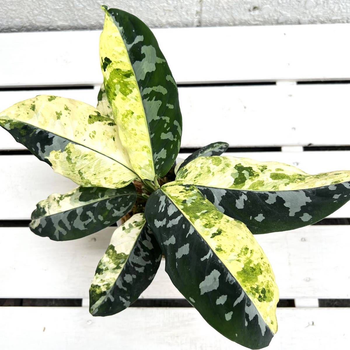 KhK-07》Aglaonema pictum variegata Sulawesiアグラオネマ ピクタム 