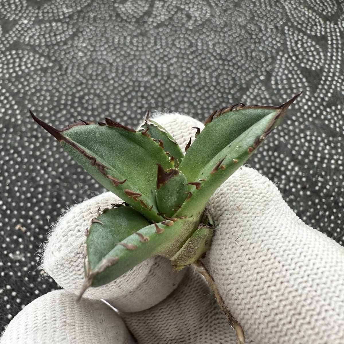 アガベ　チタノタ　ハデス　黒帝斯　恐竜牙歯　選抜株 Y11 ハデス 選抜 子株 恐竜牙歯 黒帝斯 アガベ チタノタ